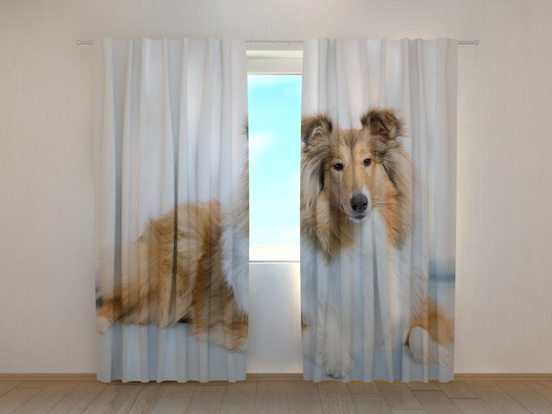 Photo Curtain Beautiful Collie