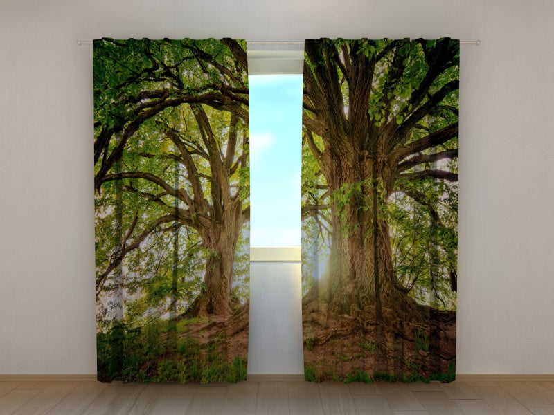 Photo Curtain Beautiful Old Trees