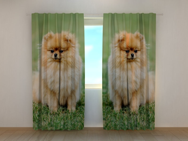 Photo Curtain Brown Pomeranian Dogs