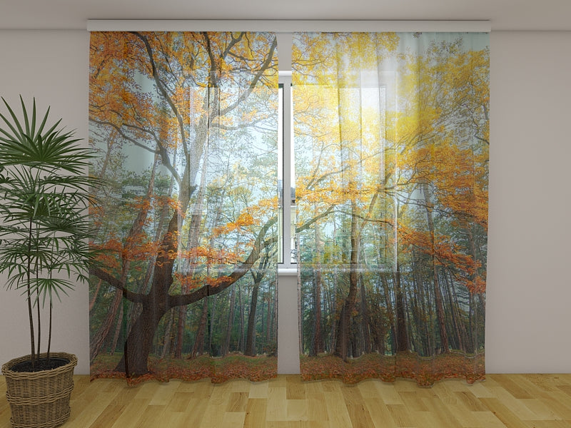 Photo Curtain Sun in the Forest