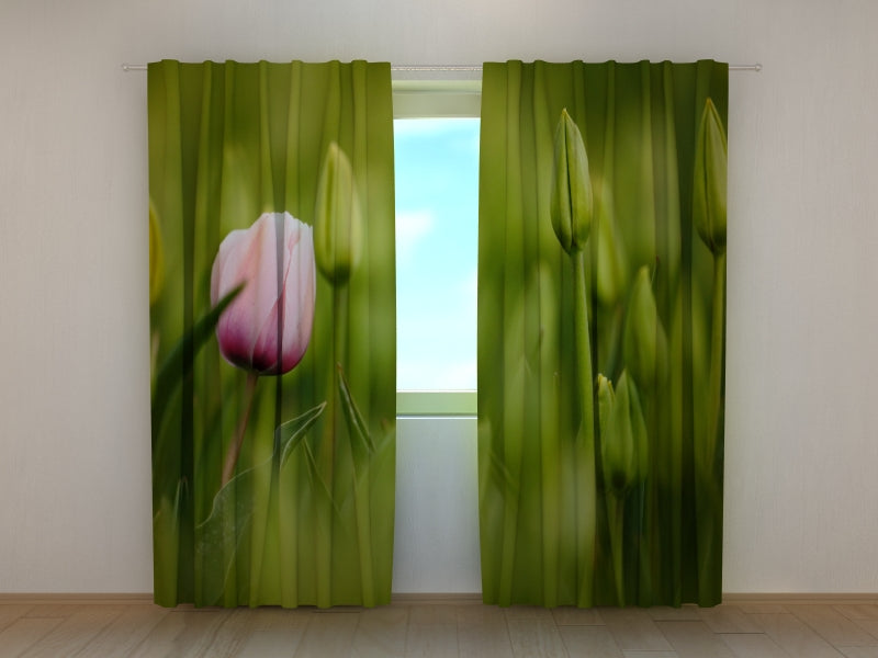 Photo Curtain First Pink Tulip