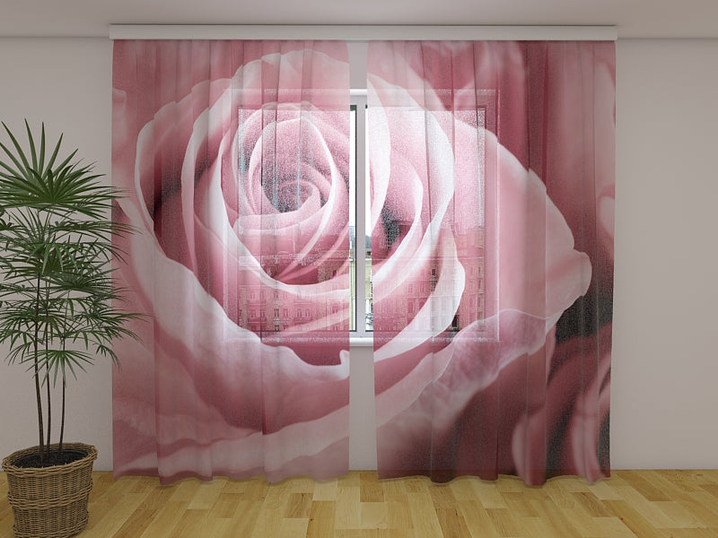 Foto Cortina Amazing Pink Rose