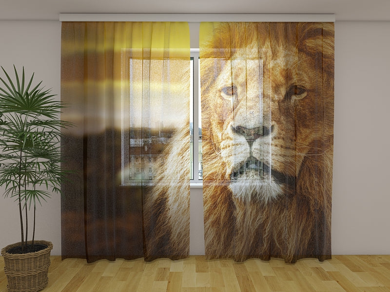 Photo Curtain Lion in Savanna