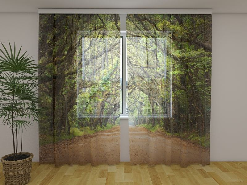 Photo Curtain Oak Trees in Australian Botany Bay