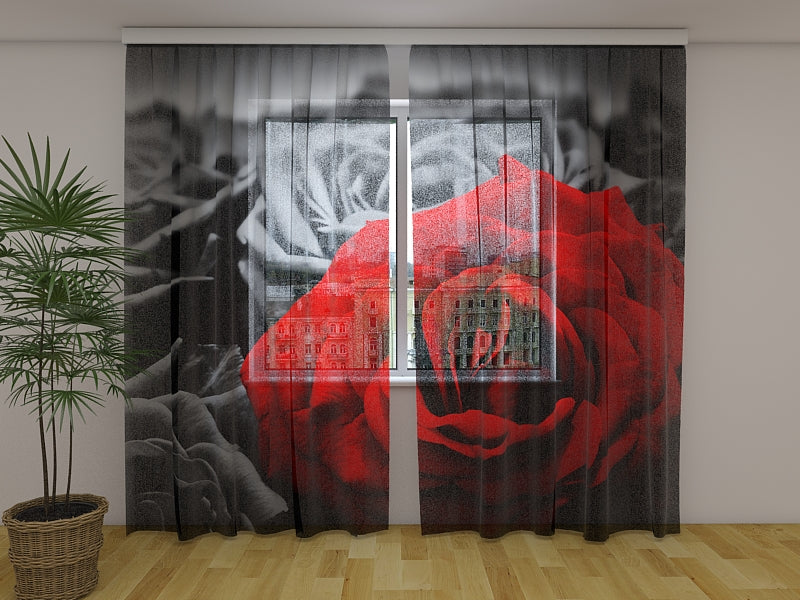 Photo Curtain Red Rose on Black and White