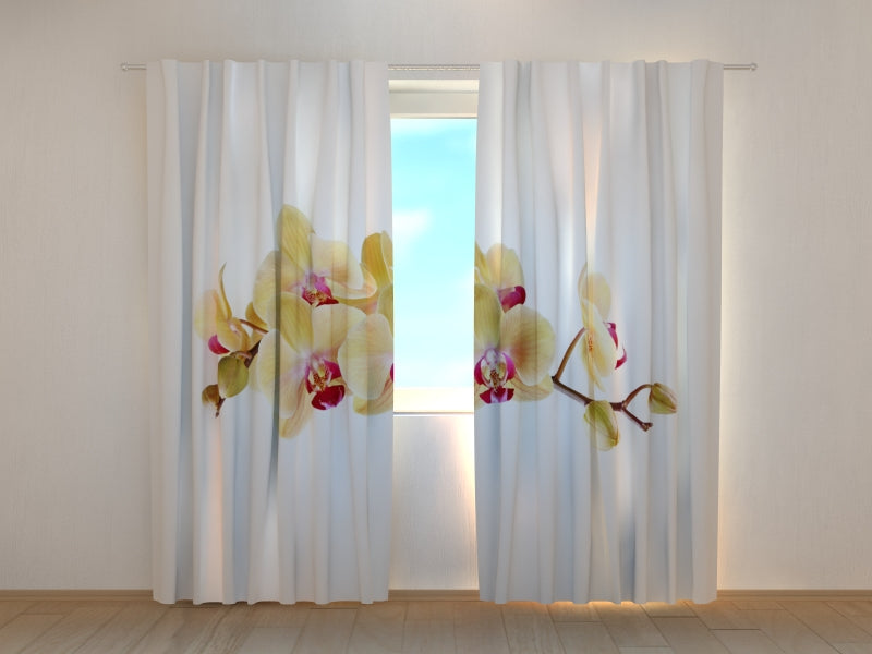 Photo Curtain Golden Orchid on White