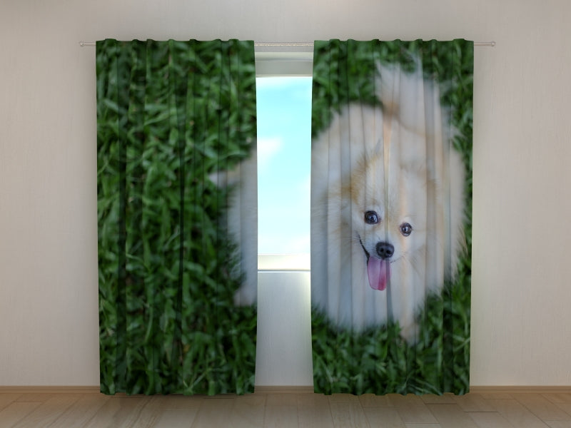 Photo Curtain Happy Pomeranian Dog