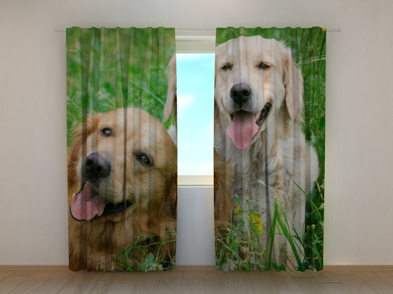 Photo Curtain Labradors Retrievers in the Meadow