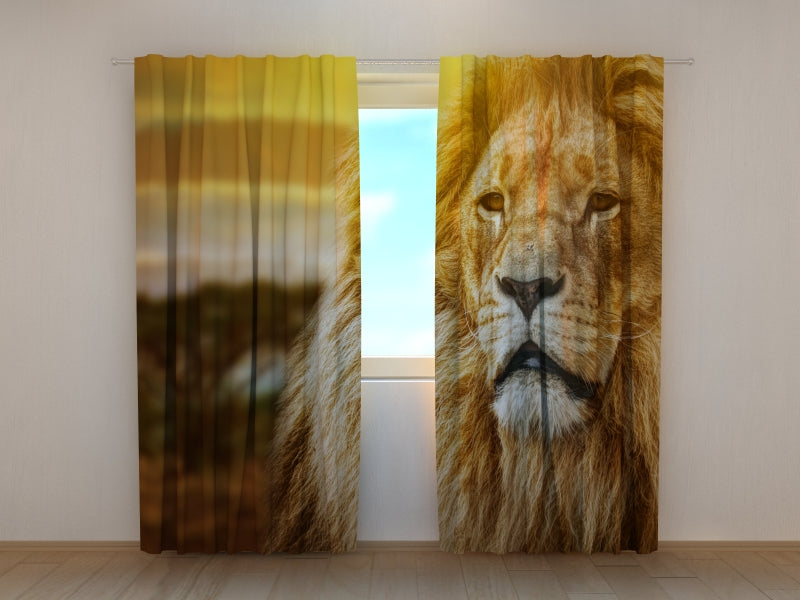 Photo Curtain Lion in Savanna