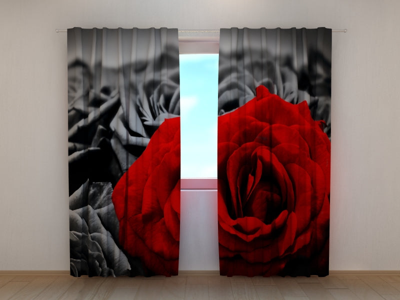 Photo Curtain Red Rose on Black and White