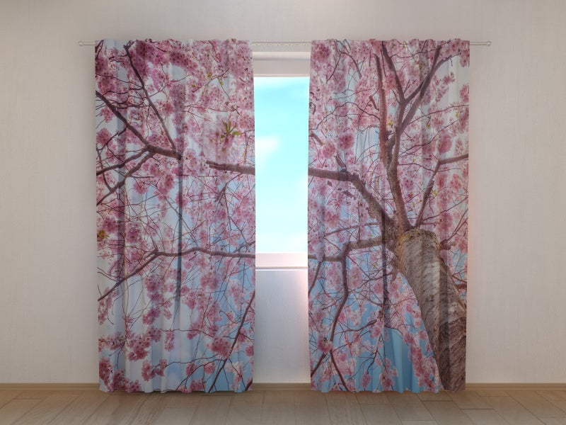 Photo Curtain Sakura Blooming from Bottom Up