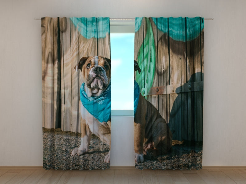 Photo Curtain Stylish English Bulldog Puppy