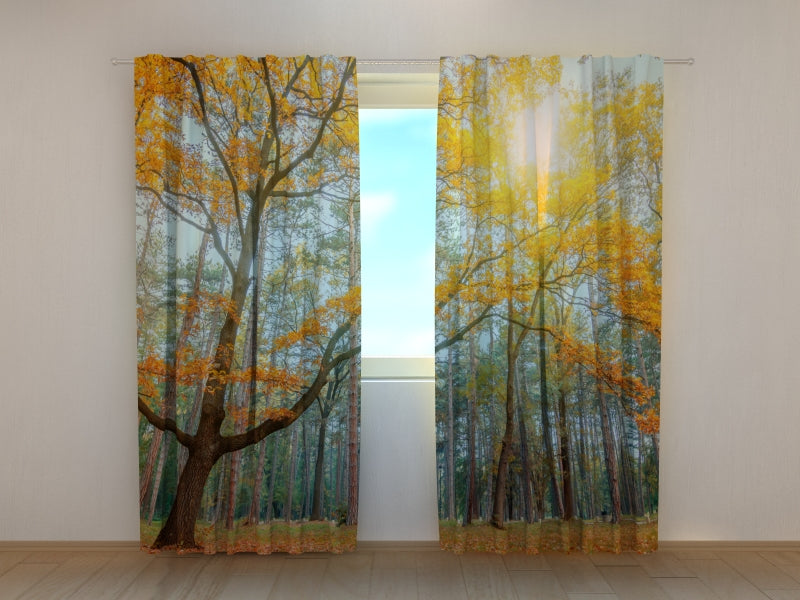 Photo Curtain Sun in the Forest