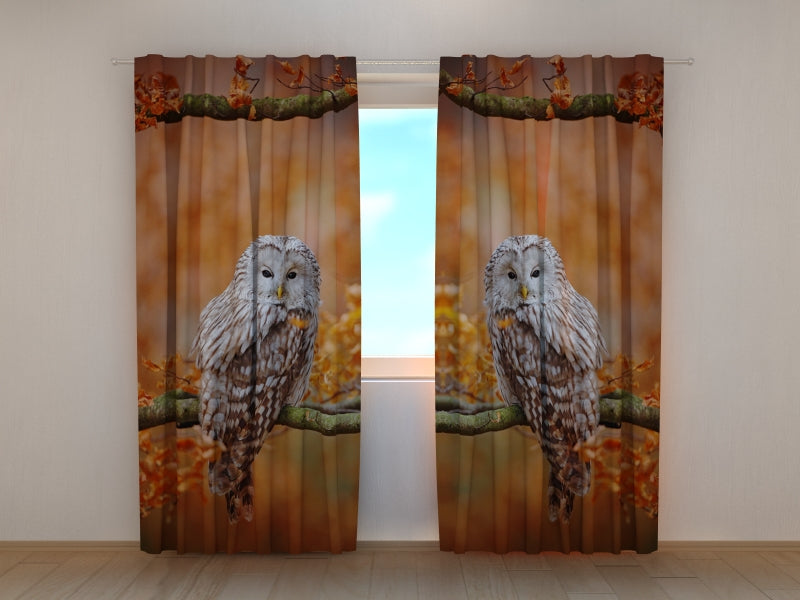 Photo Curtain Ural Owl at Autumn Oak Forest